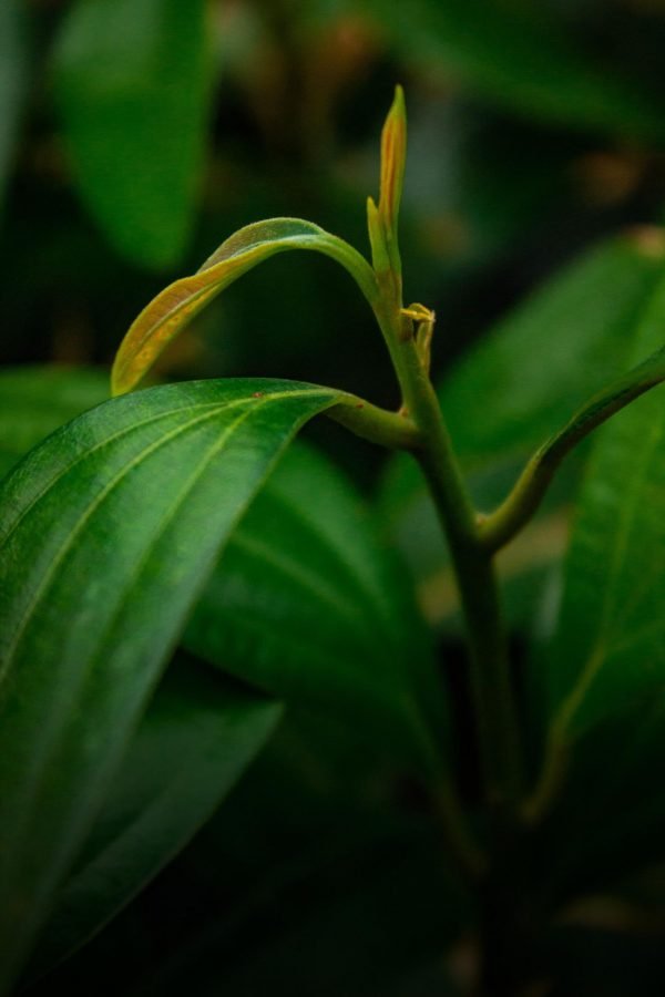 Cinnamon (Cinnamomum Sp)