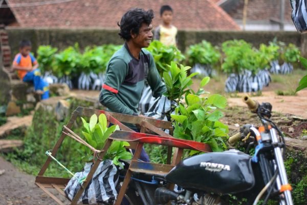 Here is the Importance of Tree Planting You Should Know