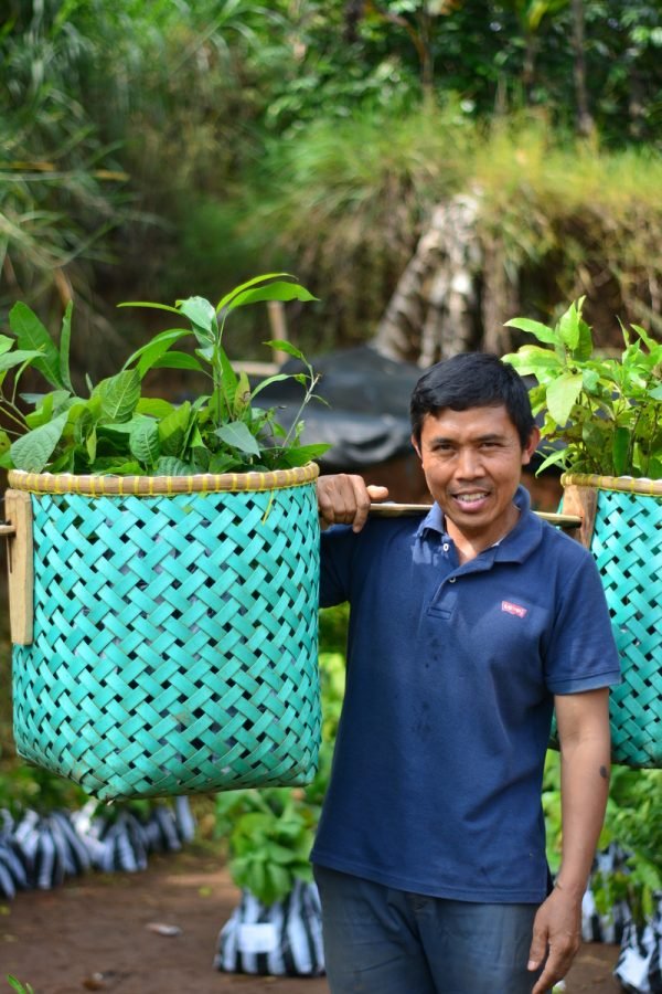 Tips to Plant Trees at Home