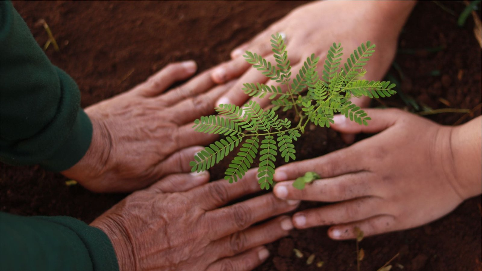 Plant a tree for future generations.