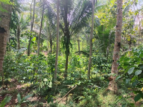 Coffee trees planted in farmer's field in kalirejo village, kebumen