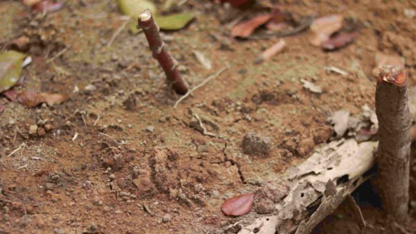 Preventing clean water shortages and landslide in Kenteng Village, Kebumen, Central Java