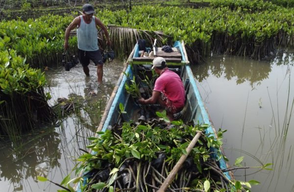 Planting mangrove in Ujung Alang Cilacap