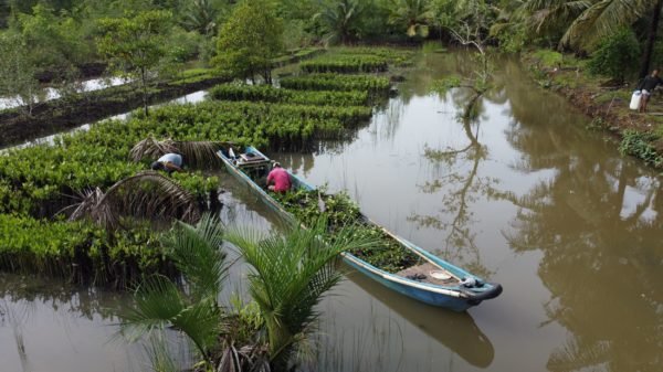 Mangrove planting in Cilacap