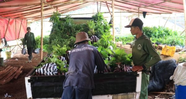 Distribution process in West Java