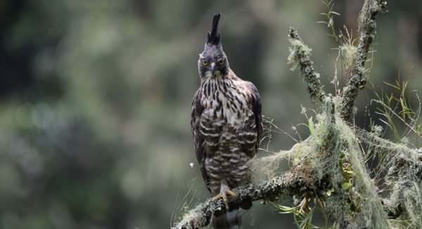 Javan hawk-eagle (Elang Jawa) 