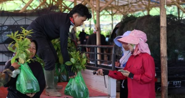 distribution seedling